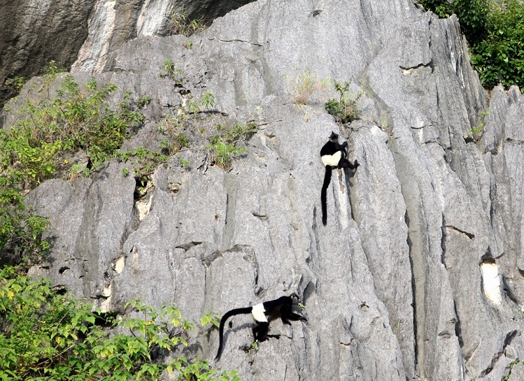 réserve naturelle Van Long ninh binh langurs de Delacour